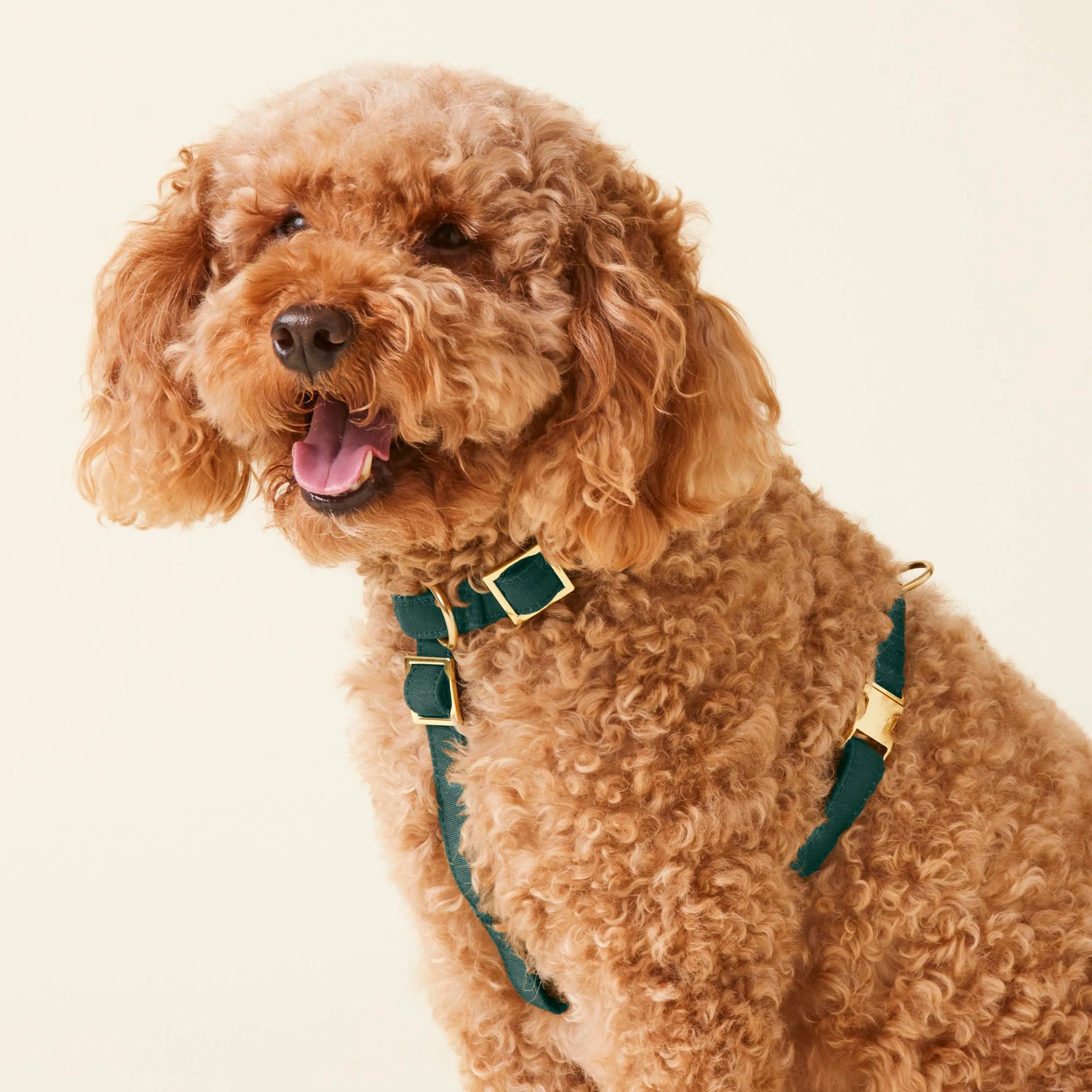 Evergreen Dog Harness